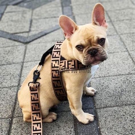 fendi dog collar and leash set